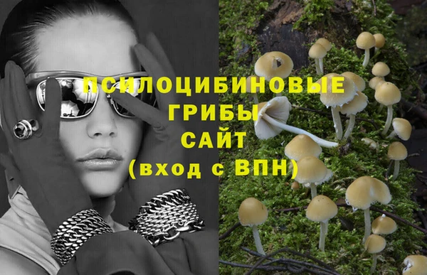 сатива Каменногорск